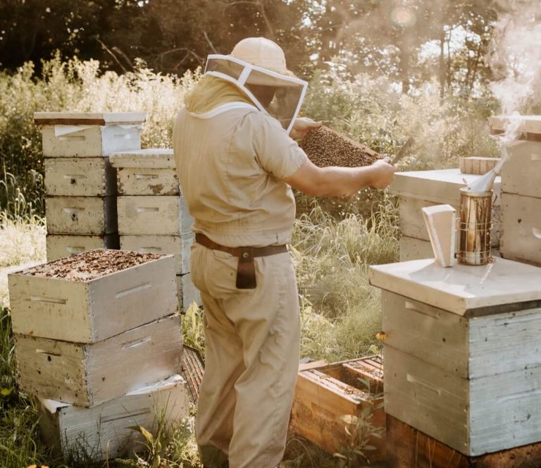 Beekeeper in bee suit holding frame filled with bees among the beehives