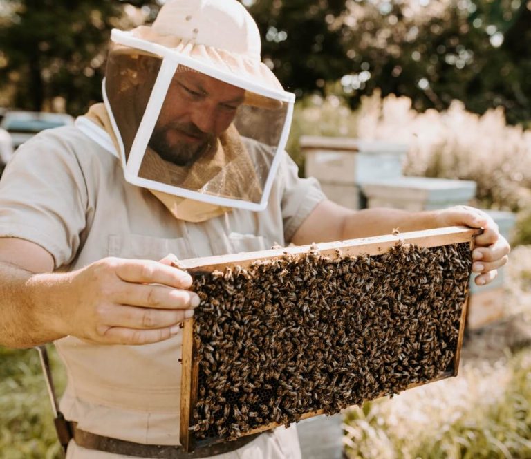 Beekeeper wearing a bee suit holding a beehive frame full of bees