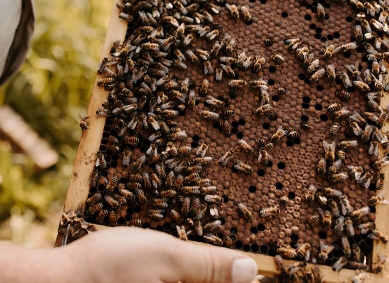 Close-up of beehive frame filled with bees