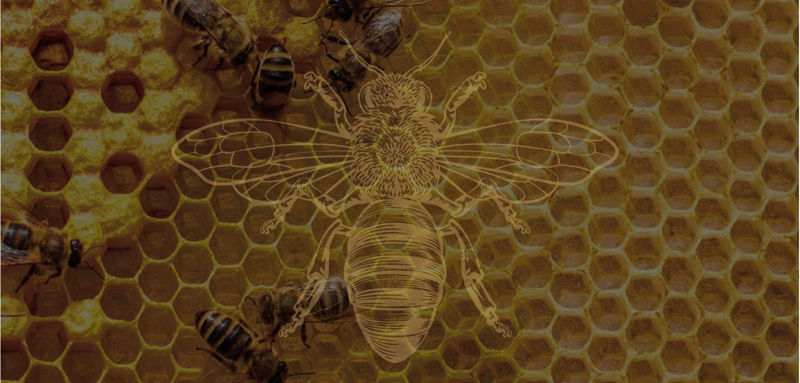 hive defender hive warrior